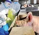 African Swine Flu found in India