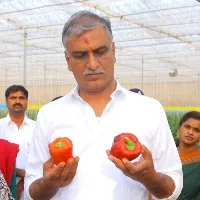 harish rao visits poly house in rejinthal of sangareddy