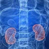 How Covid directly infects, causes damage to human kidney cells