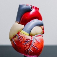New lab grown mini heart chamber may help speed heart disease cures