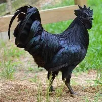 Dhoni orders for two thousand Kadaknath chicks