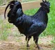 Dhoni orders for two thousand Kadaknath chicks