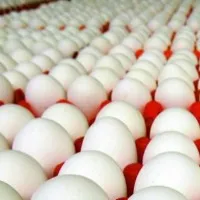 Poultry farmers of Odisha stopped the consignment of eggs coming from Andhra Pradesh