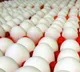 Poultry farmers of Odisha stopped the consignment of eggs coming from Andhra Pradesh