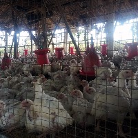 US confirms 1st human case of bird flu