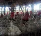 US confirms 1st human case of bird flu