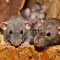 Perhaps Omicron might Spread From Rats