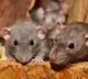Perhaps Omicron might Spread From Rats