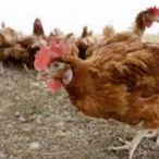 US reports first human H5 bird flu case in Colorado resident