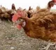 US reports first human H5 bird flu case in Colorado resident