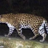 Leopard enters Hetero Labs plant panic among employees