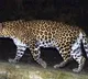 Leopard enters Hetero Labs plant panic among employees