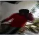 SI Attacked Man in Police Station in Sri Sathya Sai Dist