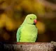 Family announced cash reward for missing parrot