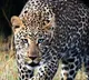 Leopard hide in Pothireddypadu Reservoir gate