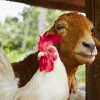 Chicken Vs Mutton Is Mutton Bad For Health Heres What Nutritionist Pooja Malhotra Says