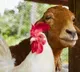 Chicken Vs Mutton Is Mutton Bad For Health Heres What Nutritionist Pooja Malhotra Says