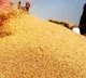 India prohibits wheat exports with immediate effect to curb rising prices