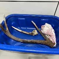Russian man held with Sambar antlers at IGI airport