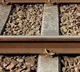 Teacher Chasing Phone Thief Run Over By Train In Madhya Pradesh