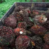 Indonesia to lift palm oil export ban from Monday