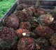 Indonesia to lift palm oil export ban from Monday