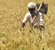Wheat Production May Reduced by 3 cent in this year