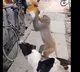 Dog and monkey stealing chips packet from a shop