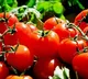 tomato prices hike
