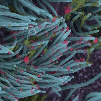 First case of Covid's BA.4, BA.5 variants confirmed in India