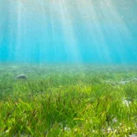 Sugar mountains underneath sea grass meadows