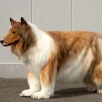 Japanese man spends over Rs 12 Lakh to become a dog