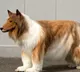 Japanese man spends over Rs 12 Lakh to become a dog