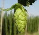 World's most expensive vegetable that costs Rs 1 lakh per kg  being grown in Bihar