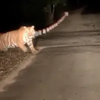 Tiger spotted in Kakinada district