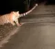 Tiger spotted in Kakinada district