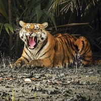 Efforts on to capture tiger strayed in Andhra villages