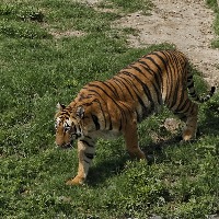 Operation on to capture strayed tiger in Andhra