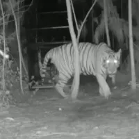 Tiger not yet captured in Kakinada district