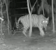 Tiger not yet captured in Kakinada district