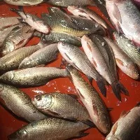 Fish-laden truck overturns, Telangana villagers make off with catch