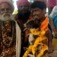 Dogs named Bhoori and Kalloo get married in India