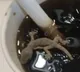 Lizard in cool drink supplied in Mc Donalds