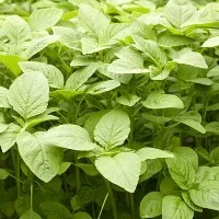 Amazing health benefits of amaranthus or chaulai