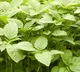 Amazing health benefits of amaranthus or chaulai