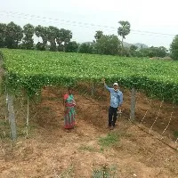ఫ్లాగ్ షిప్ ప్రోగ్రాం క్రింద హార్టికల్చర్ ను ప్రోత్సహిస్తున్న తెలంగాణ ప్రభుత్వం