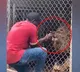 Zoo Keeper Plays With Lion In Jamaica Zoo