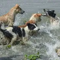 Anocovax Indias First COVID Vaccine For Animals Launched