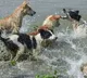 Anocovax Indias First COVID Vaccine For Animals Launched