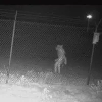 Mysterious creature spotted outside Texaas Zoo